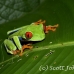 frog_tree_redeyed_tar_h_0598_cos0928.jpg